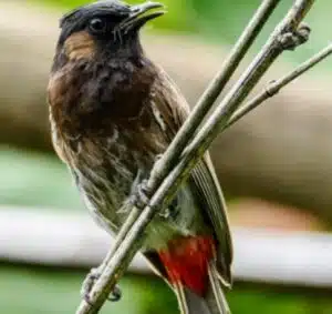 Bulbul