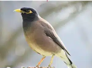 Common Myna