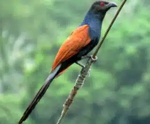 Greater Coucal