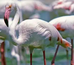 Greater Flamingo