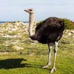 Ostrich