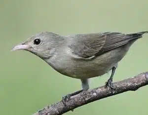 Pale-billed flowerpecker