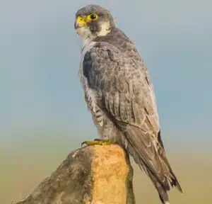 Peregrine falcon