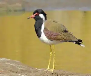 Red wattled Lapwing