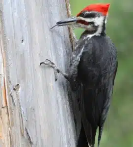 Woodpecker