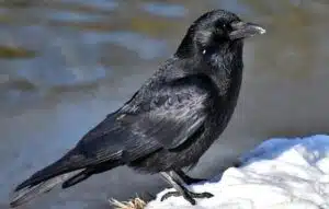 crow