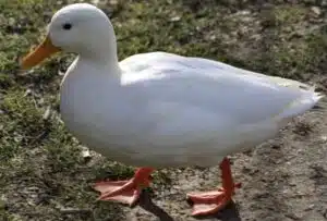 duck