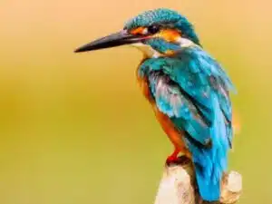 kingfisher