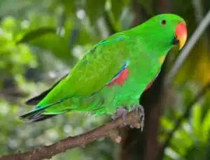 parrot