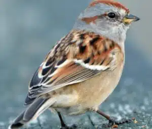 sparrow